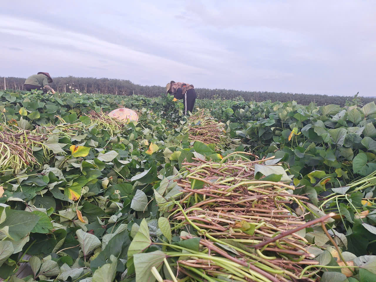 Dây khoai lang DH-KL79