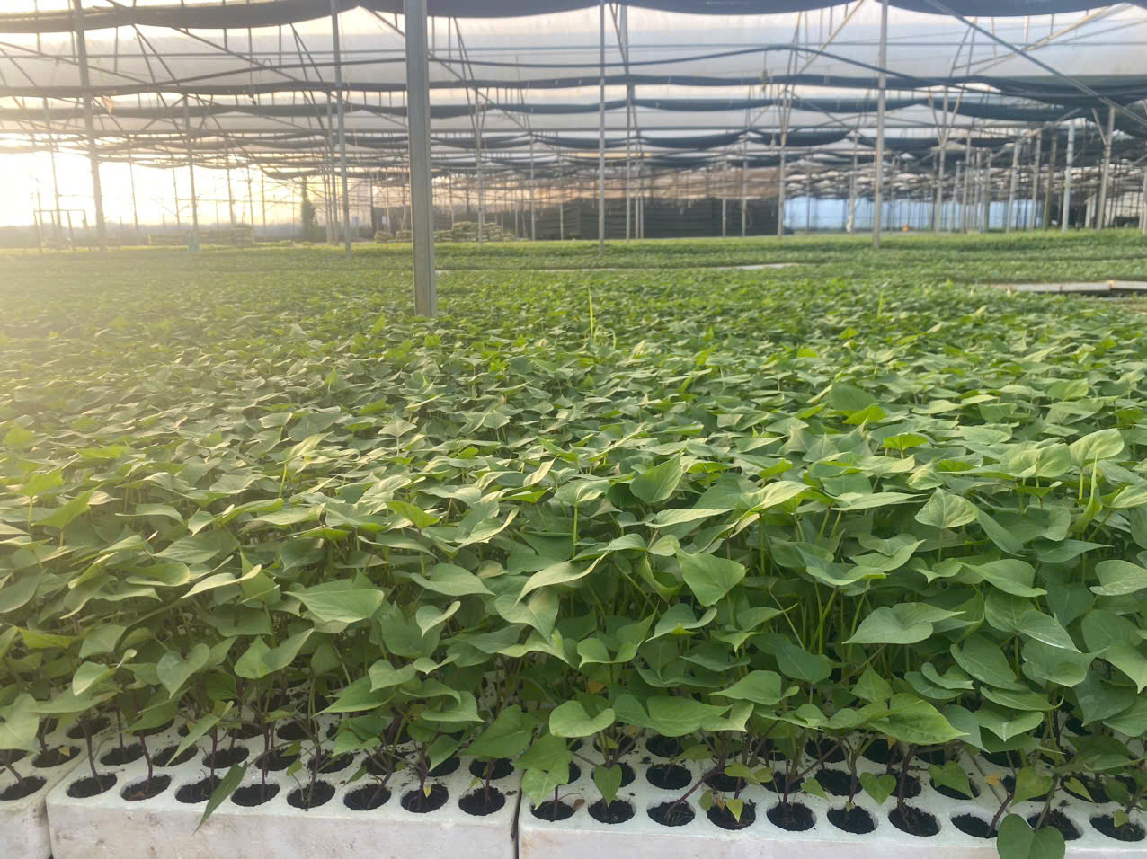 DÂY KHOAI LANG GIỐNG DH-KL79