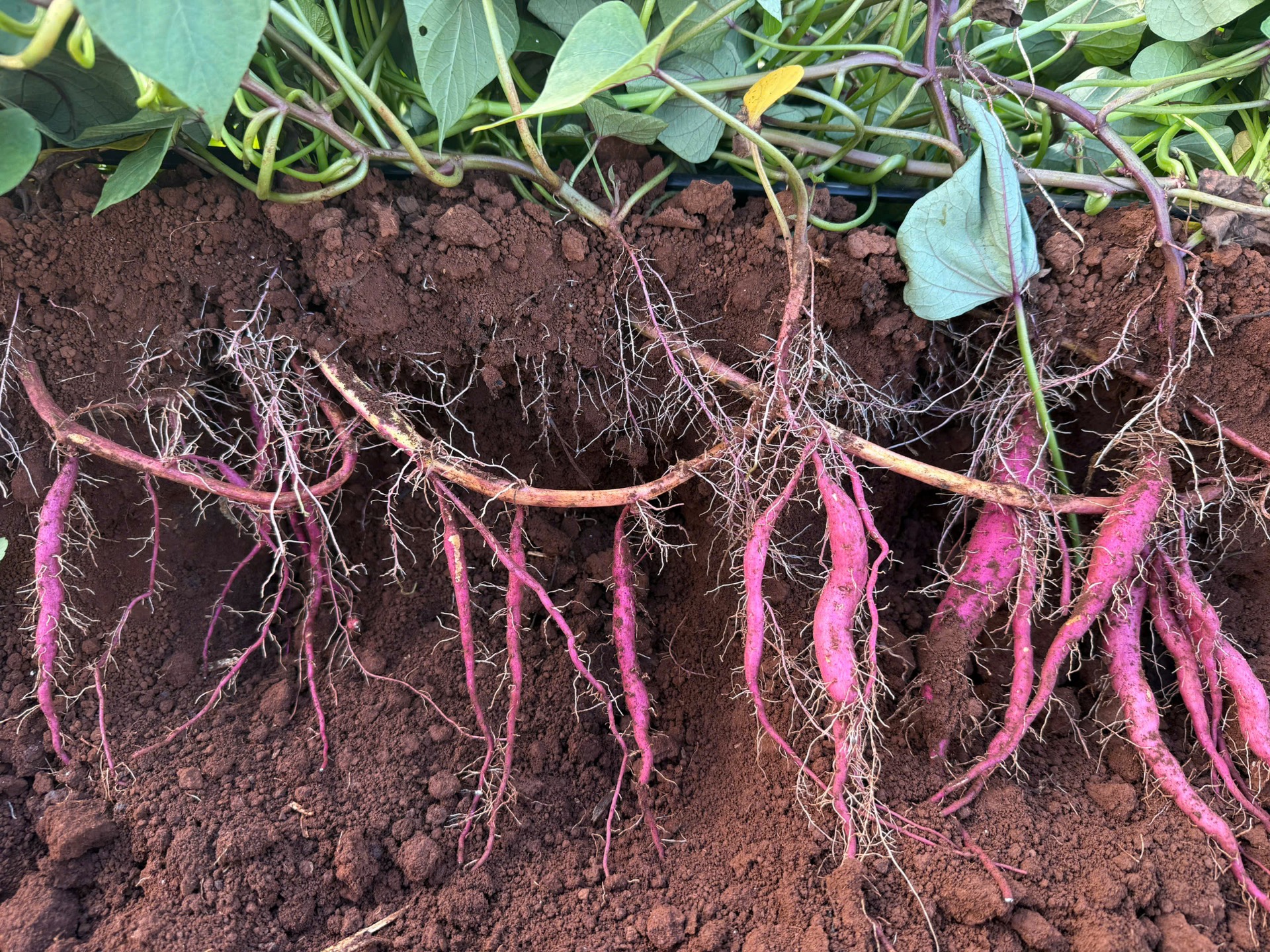 DÂY KHOAI LANG F0 DH-KL79 tại trại giam Bộ Công an