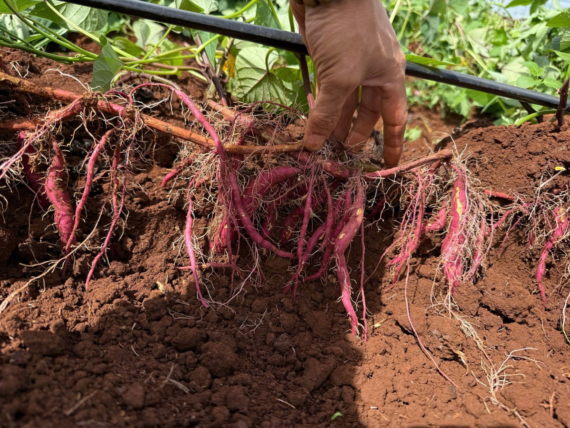 LỜI CẢM ƠN TỪ TONY FARM ĐÀ LẠT